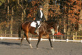 Thea Miller on Something Glamorous, Dressage Only: Training Level, Test 3
