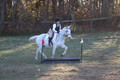 Kendall Duffy on Aspen, Green Horse Trials Senior