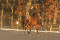 Chris Nicholson on Port Of Call, Dressage Only: First Level, Test 1