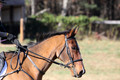 Emily Beshear on My Combination, Novice Horse Trials Senior