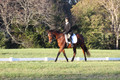 Paula McConnell on Summers Lilac, Dressage Only: Beginner Novice A