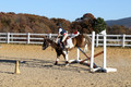 Reagan Roy on Paint By Numbers, Green Horse Trials Junior