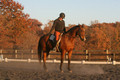 Chris Nicholson on Port Of Call, Dressage Only: First Level, Test 1