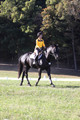 Madlen Lesesne on SBF Figaro, Advanced Green Horse Trials B