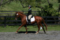 Jenny Rosner on Curious, Advanced Green HT Senior
