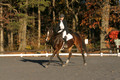 Thea Miller on Something Glamorous, Dressage Only: Training Level, Test 3