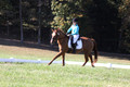 Clay Cooke on Clifford Dun It Again, Advanced Green Horse Trials B