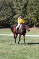 Emily Digney on American Airman, Beginner Novice Horse Trials Senior B