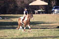 Reagan Roy on Paint By Numbers, Green Horse Trials Junior