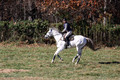 Jennifer Cobb on Snowbird, Beginner Novice Horse Trials Senior A