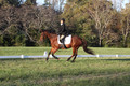 Paula McConnell on Summers Lilac, Dressage Only: Beginner Novice A