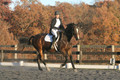Thea Miller on Something Glamorous, Dressage Only: Training Level, Test 3