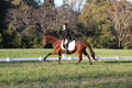 Paula McConnell on Summers Lilac, Dressage Only: Beginner Novice A