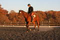 Chris Nicholson on Port Of Call, Dressage Only: First Level, Test 1