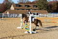 Reagan Roy on Paint By Numbers, Green Horse Trials Junior