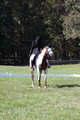 Holly Holbrook on Two Bet Chloe, Beginner Novice Horse Trials Junior A