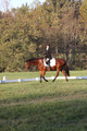 Paula McConnell on Summers Lilac, Dressage Only: Beginner Novice A