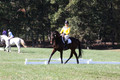 Emily Digney on American Airman, Beginner Novice Horse Trials Senior B