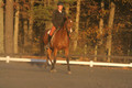 Chris Nicholson on Port Of Call, Dressage Only: First Level, Test 1