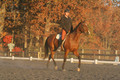 Chris Nicholson on Port Of Call, Dressage Only: First Level, Test 1