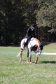 Holly Holbrook on Two Bet Chloe, Beginner Novice Horse Trials Junior A