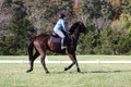 Carol Brickey on Throwing Stones, Advanced Green Horse Trials B