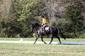 Madlen Lesesne on SBF Figaro, Advanced Green Horse Trials B