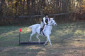 Kendall Duffy on Aspen, Green Horse Trials Senior