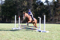 Amy Parsons on Wren Wrouge, Advanced Green Horse Trials A