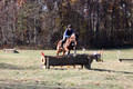 Francesca Toms on Top Secret, Novice Horse Trials Junior