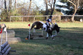 Reagan Roy on Paint By Numbers, Green Horse Trials Junior