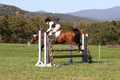 Elizabeth Davis on Freedom's Stormy Night, Beginner Novice Horse Trials Junior B