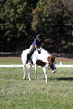 Elizabeth Schooley on Pearl, Advanced Green Horse Trials A