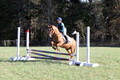 Clay Cooke on Clifford Dun It Again, Advanced Green Horse Trials B
