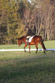 Paula McConnell on Summers Lilac, Dressage Only: Beginner Novice A