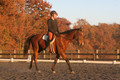 Chris Nicholson on Port Of Call, Dressage Only: First Level, Test 1