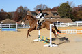 Elizabeth Brown on Adagio, Advanced Green Horse Trials Senior A